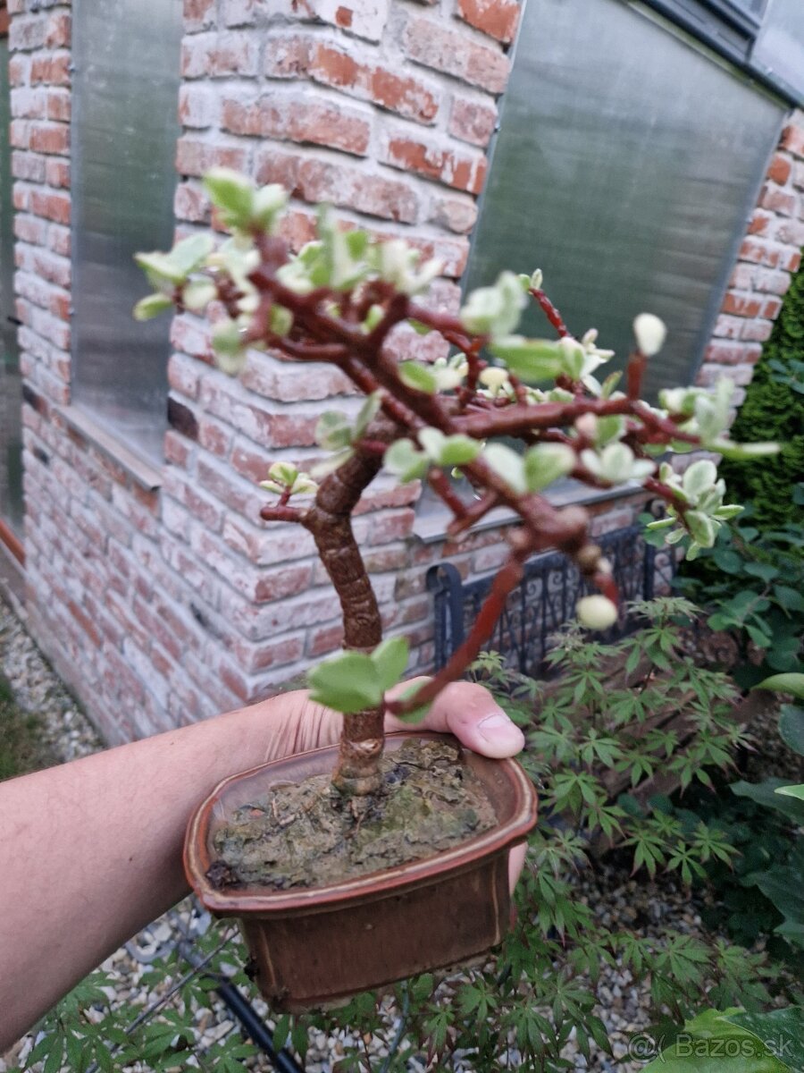 Krasny Bonsaj Portulacaria afra Variegatna forma