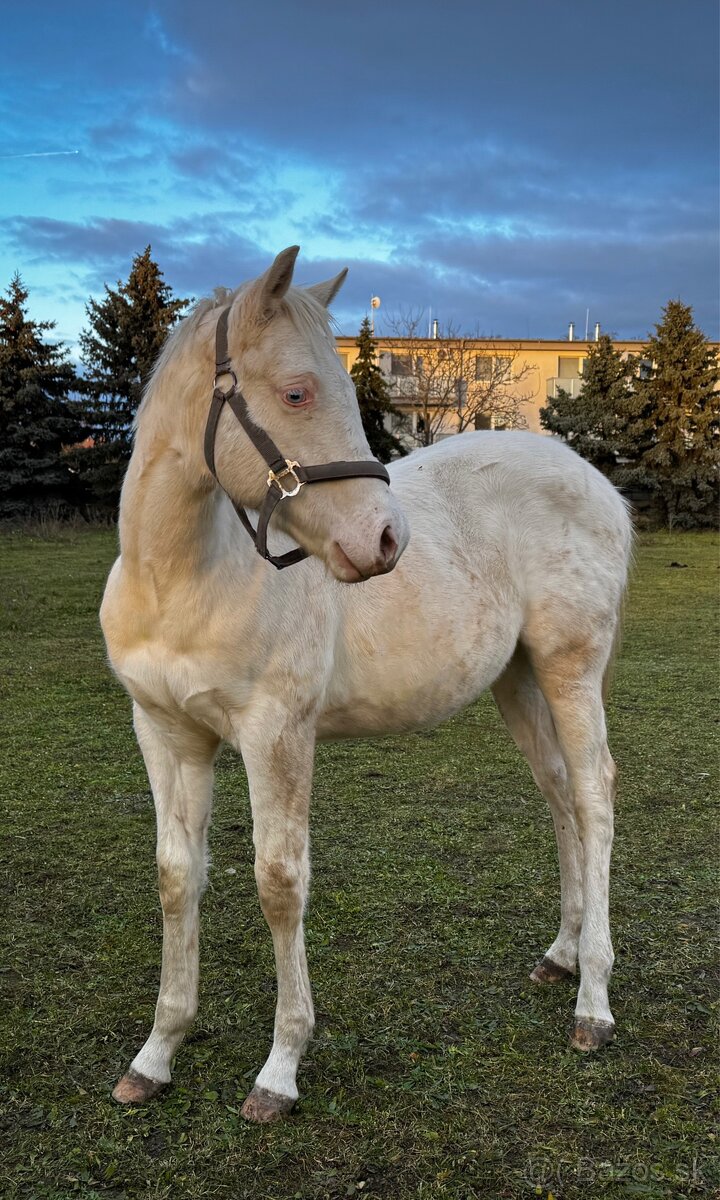 Cremello žrebček QH