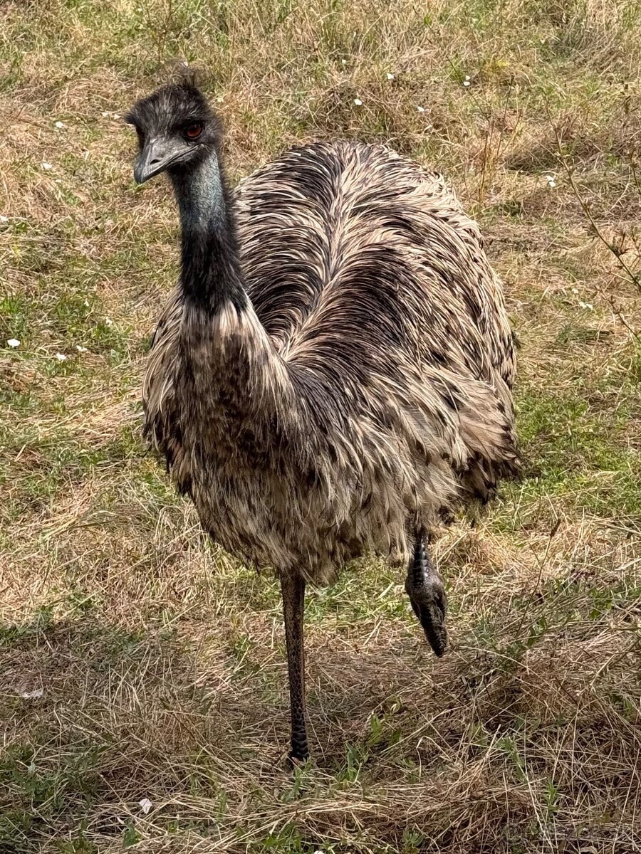 EMU  Hnedý