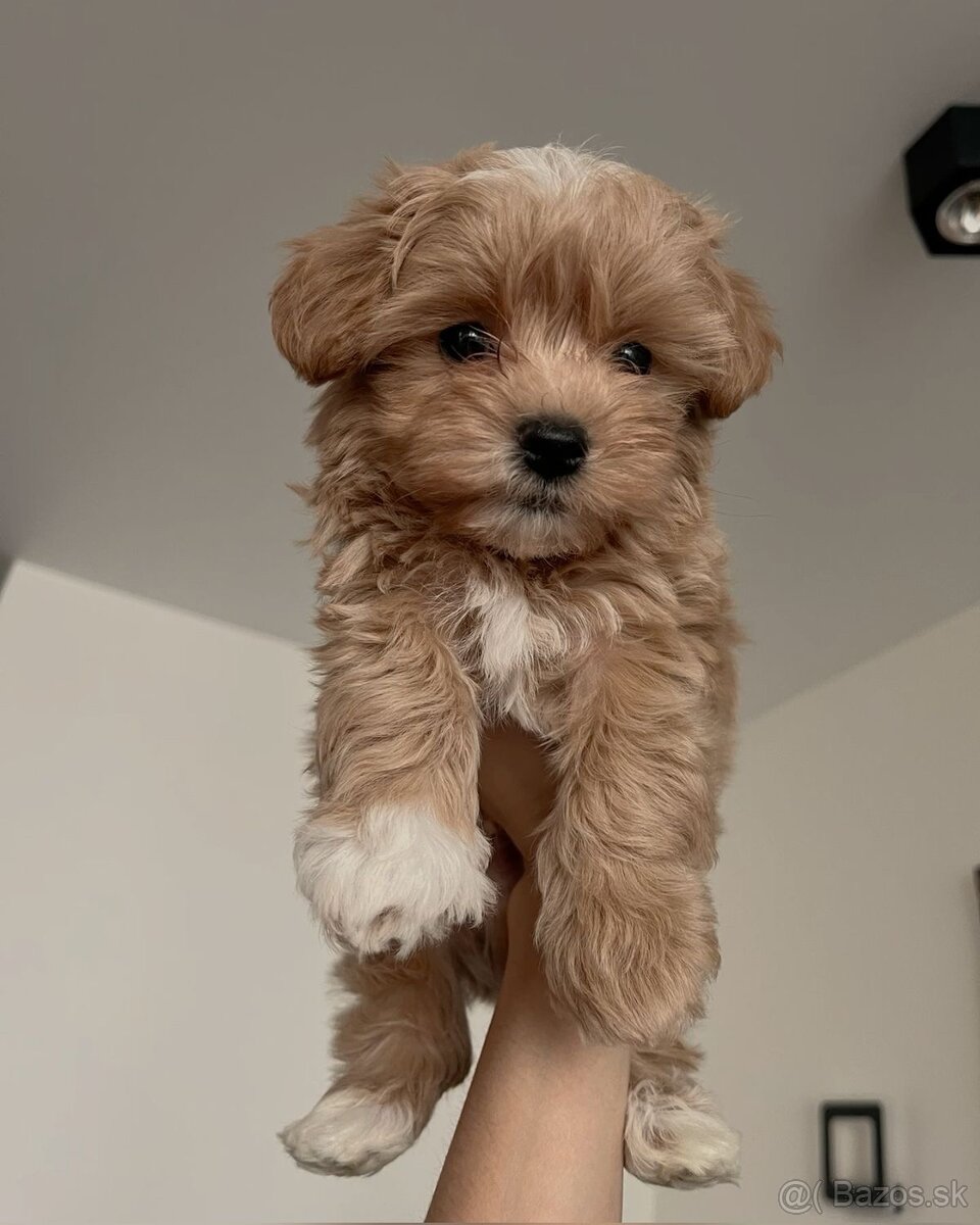 Kupim fenku maltipoo