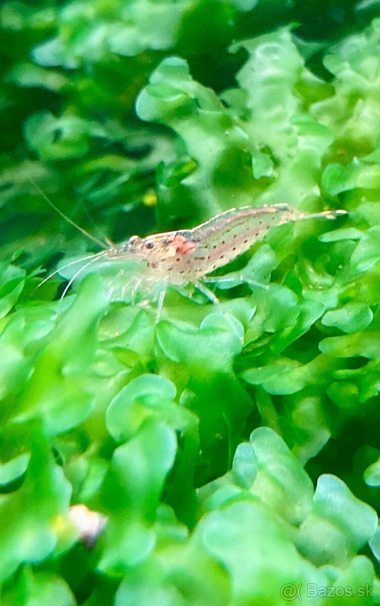 krevetka Caridina Japonica