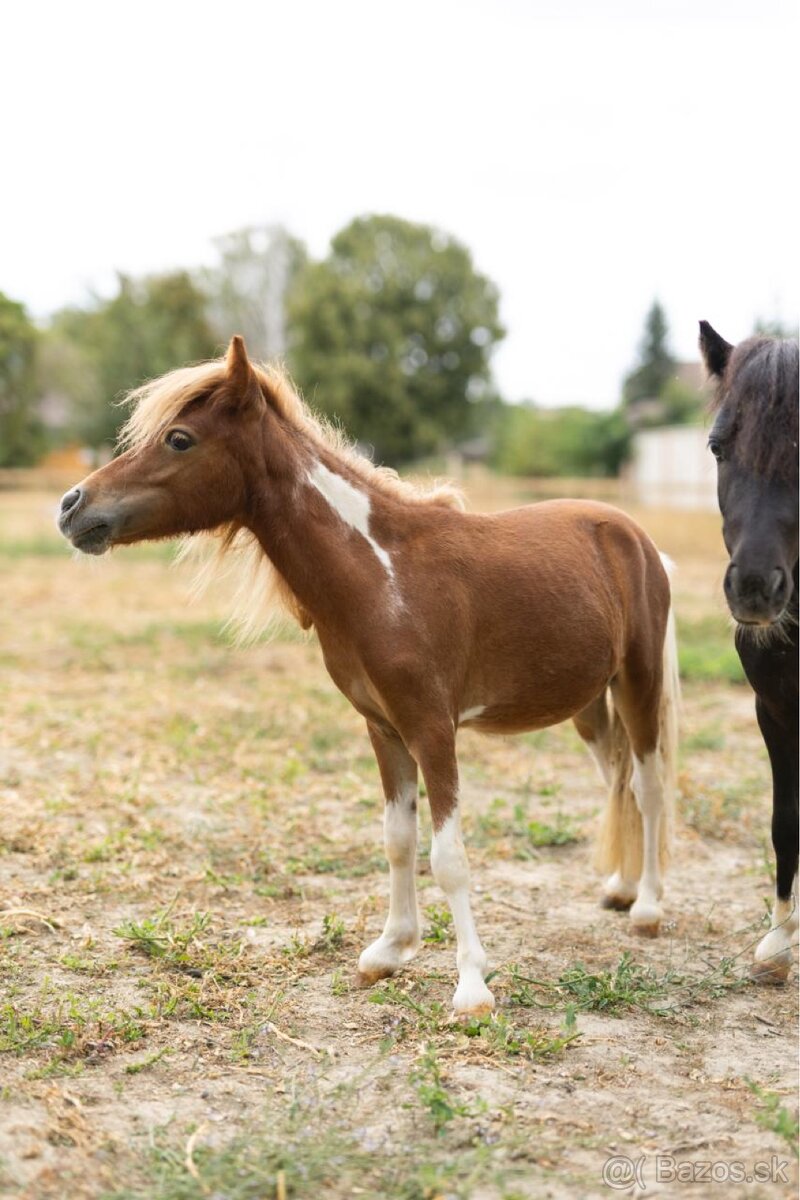 Minihorse na predaj - Boomer Charlie