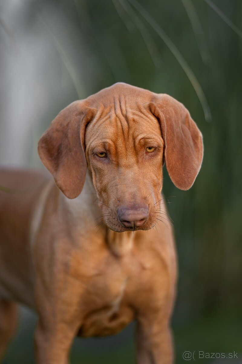 Rhodesian Ridgeback