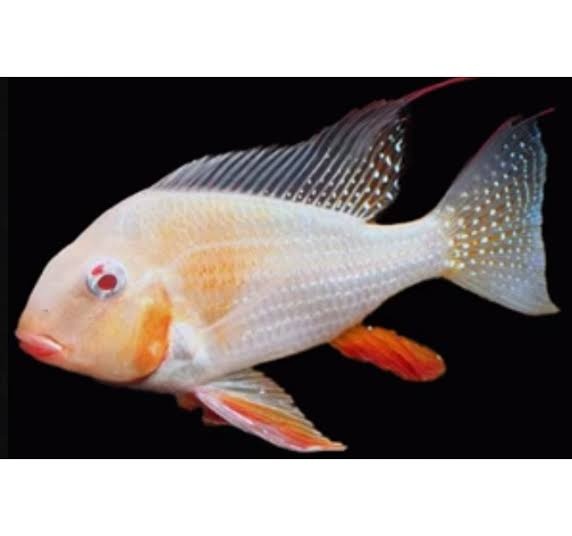 Akara Heckelli albino Akcia