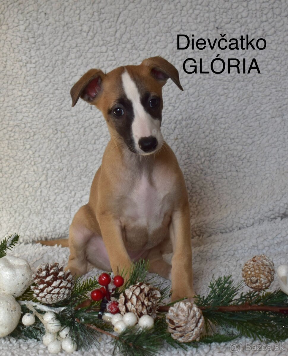 Whippet, vipet s PP