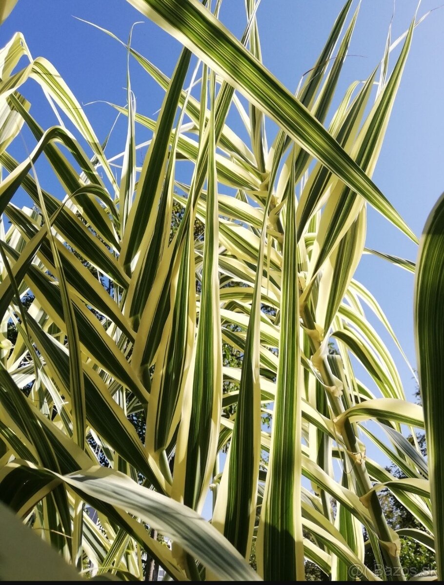 Arundo variegatta ozdobná tráva