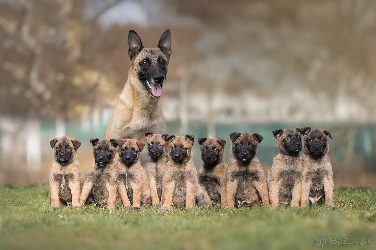 Malinois - Tomanland Kennel