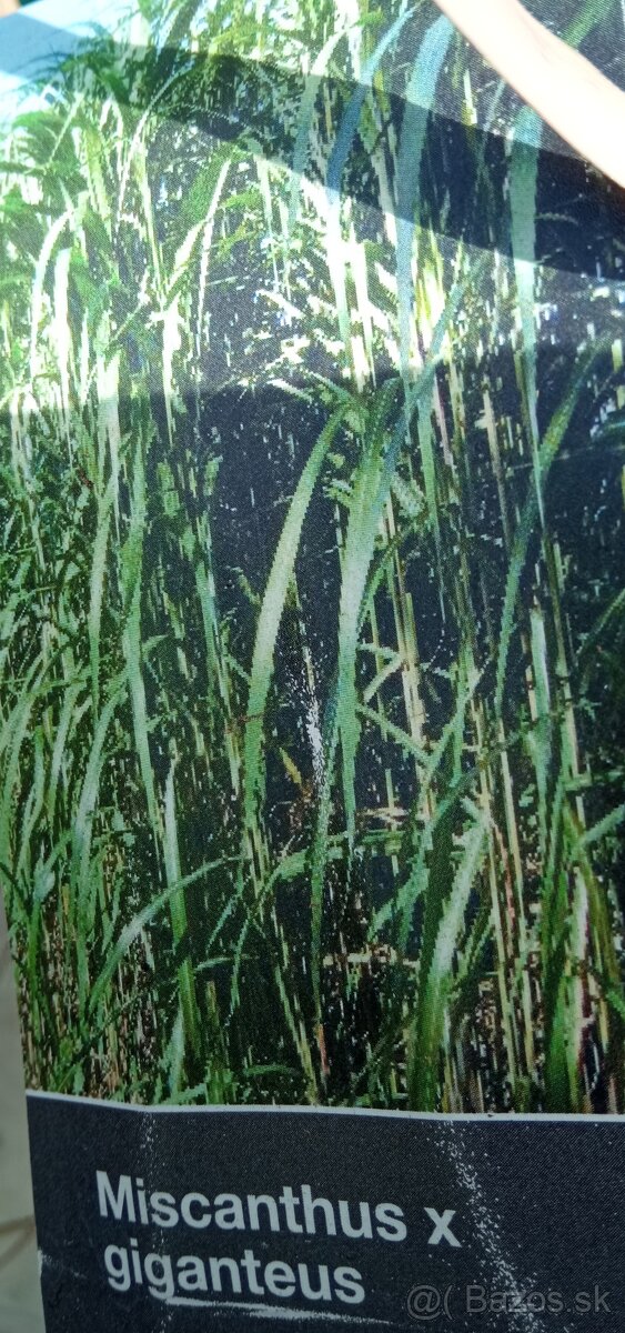 Ozdobná tráva miscanthus giganteus