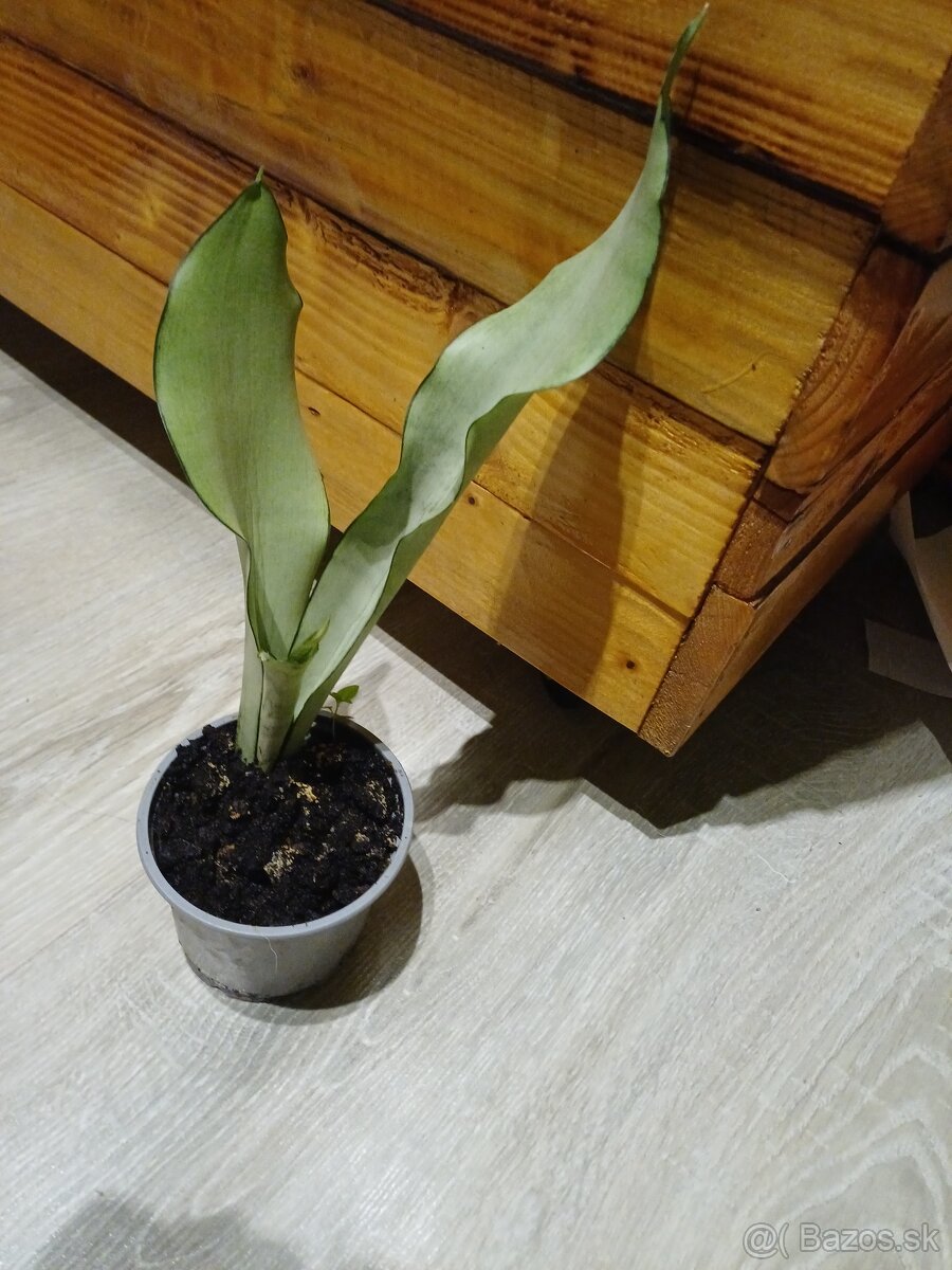 Sansevieria moonshine