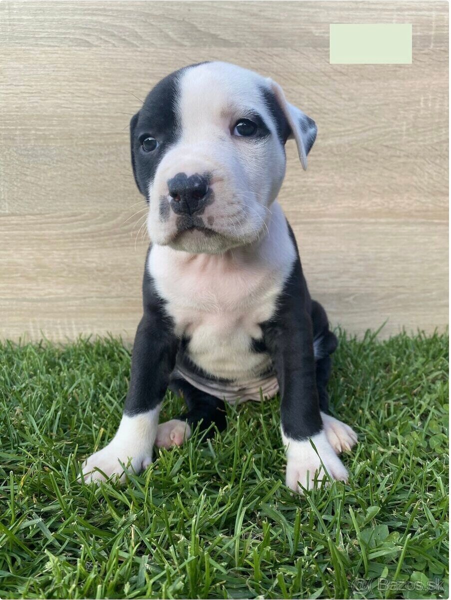 Šteniatka - Americký stafordšírsky teriér (Amstaff, Staford)