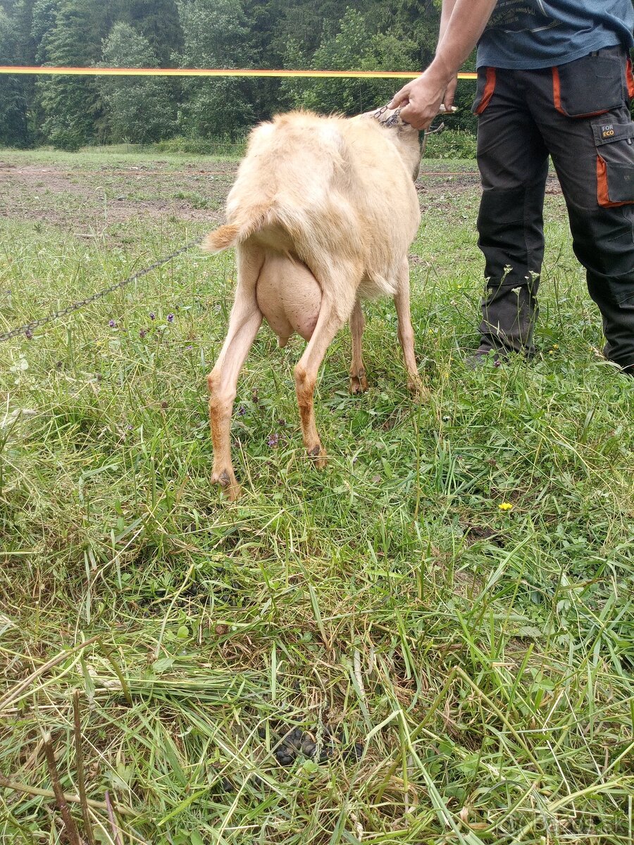 Predám kozy