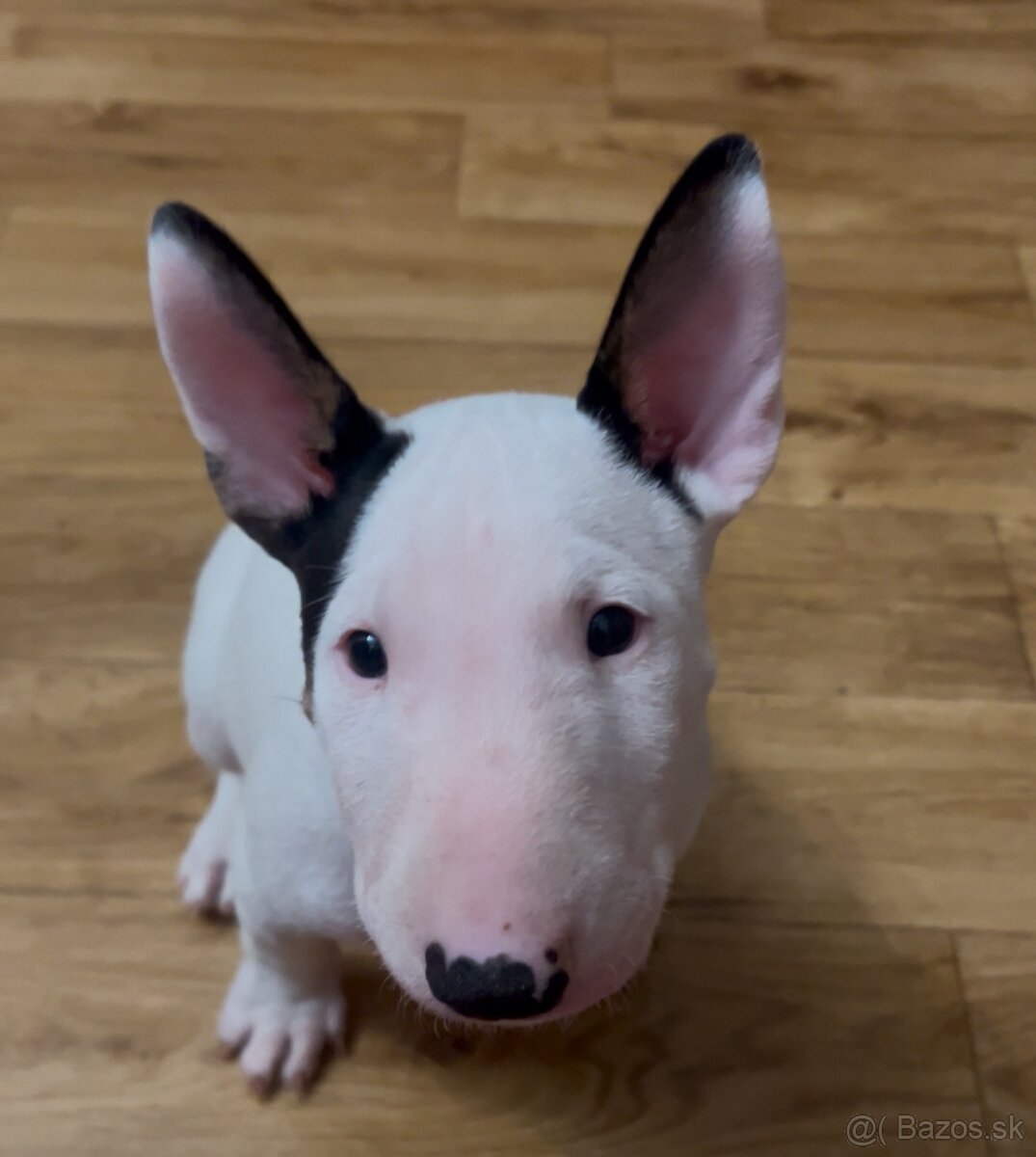 Mini bullterrier, minibull, minibulík,miniaturný bullterrier