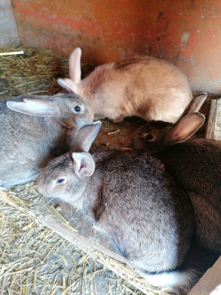 Burgudske králiki a Hyla mix králiki