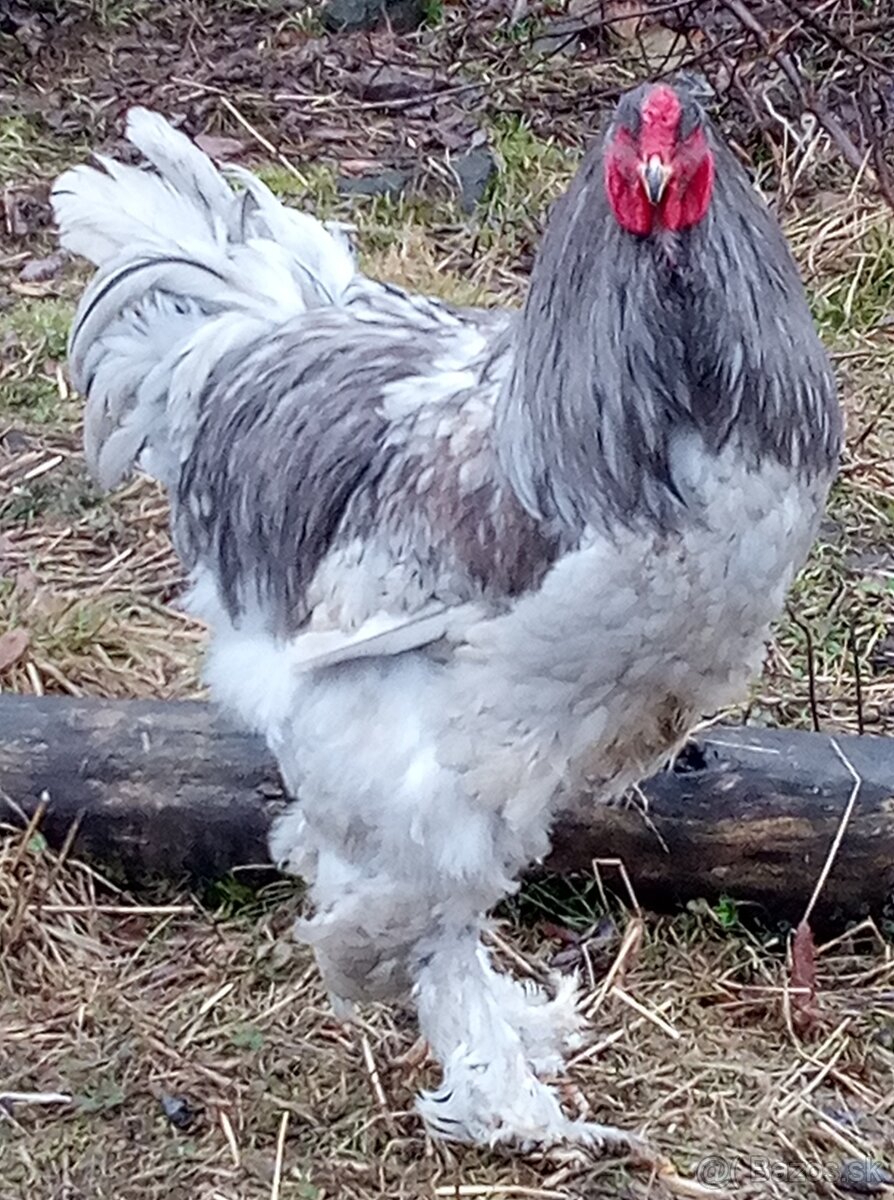NV brahmanky veľkej