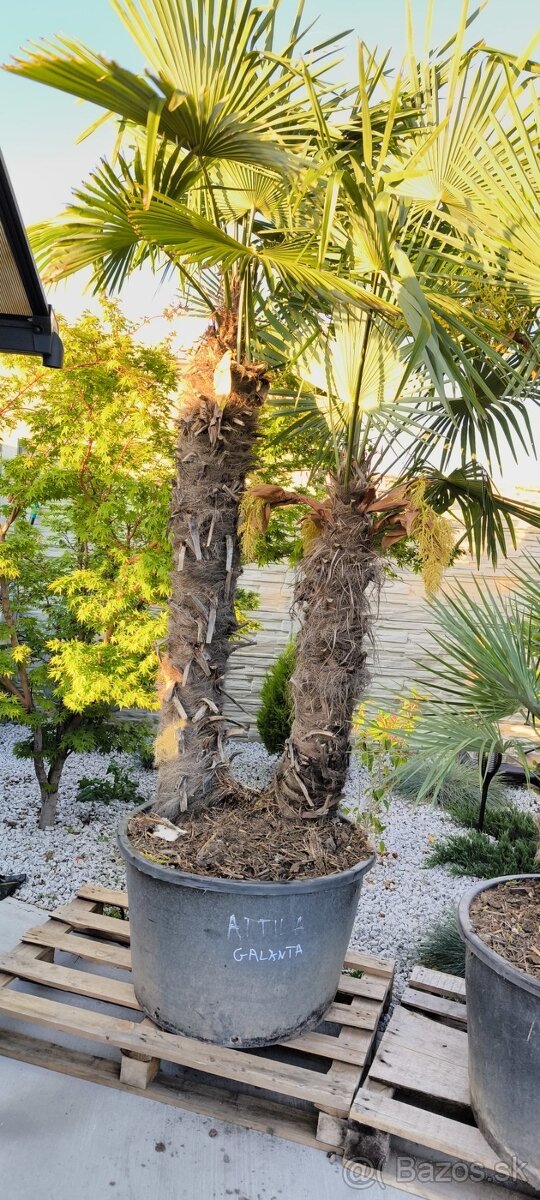 Trachycarpus fortunei