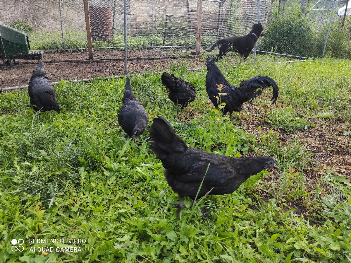 Ayam cemani