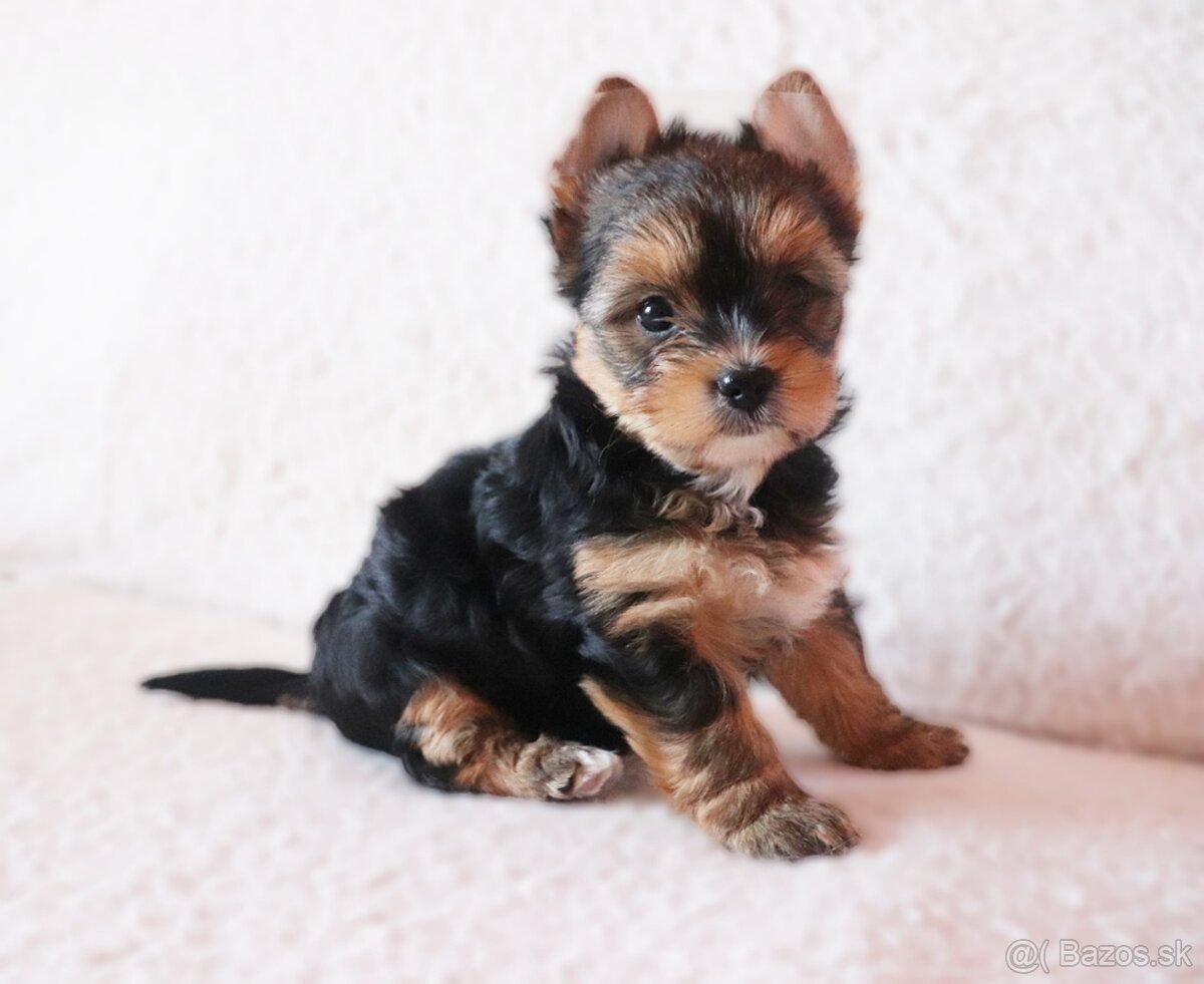 Yorkshire terrier fenky