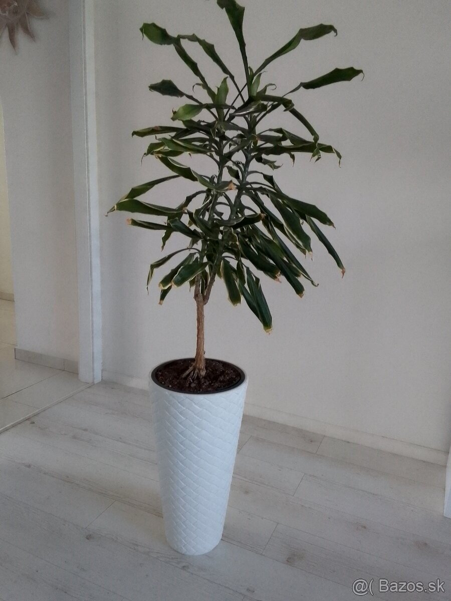 Dracena yuka 100cm vysoká