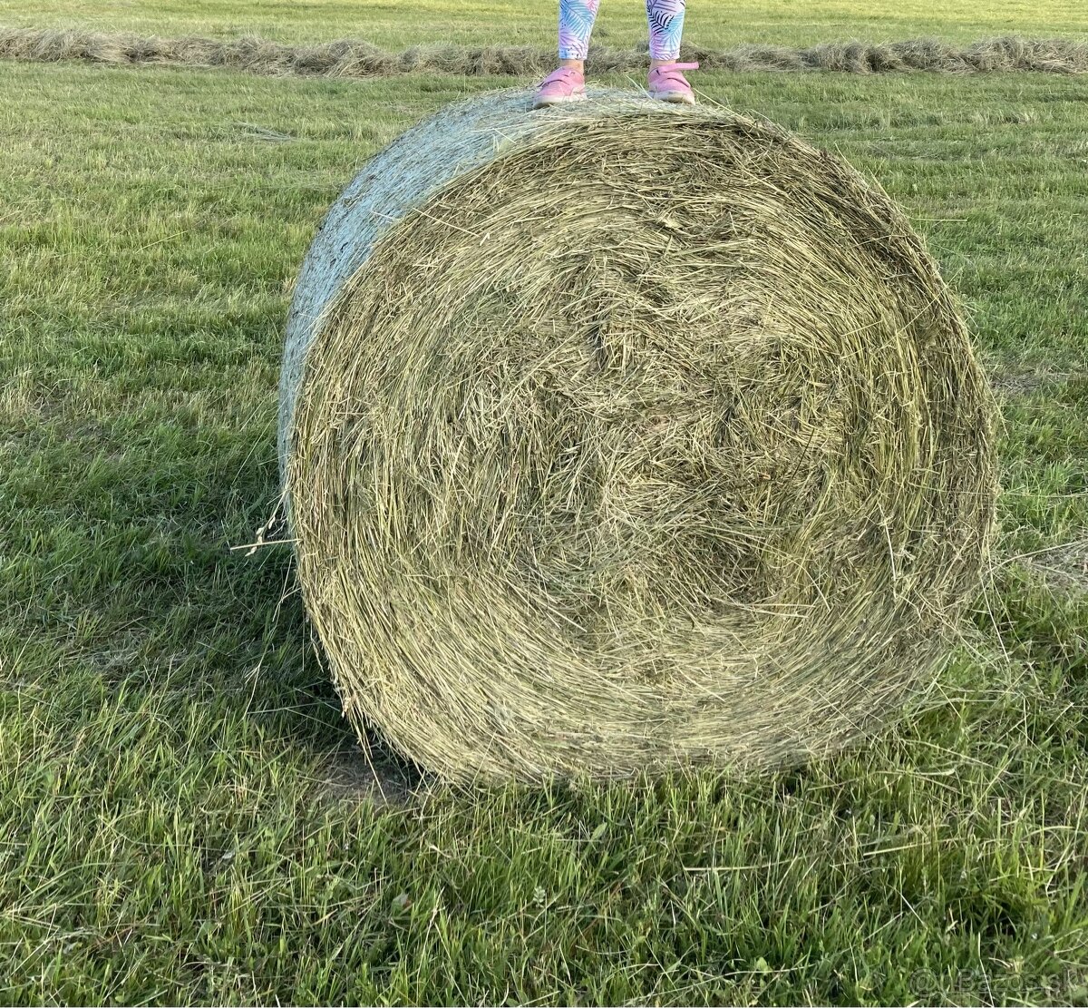 Lúčne seno.