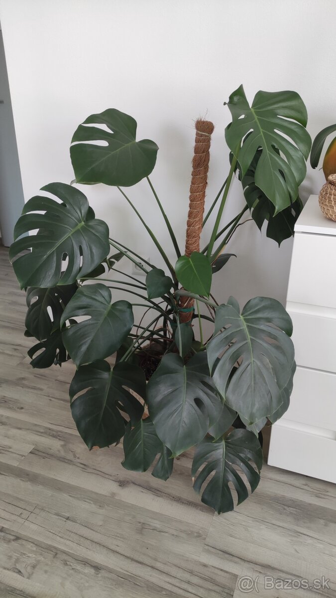 Monstera deliciosa