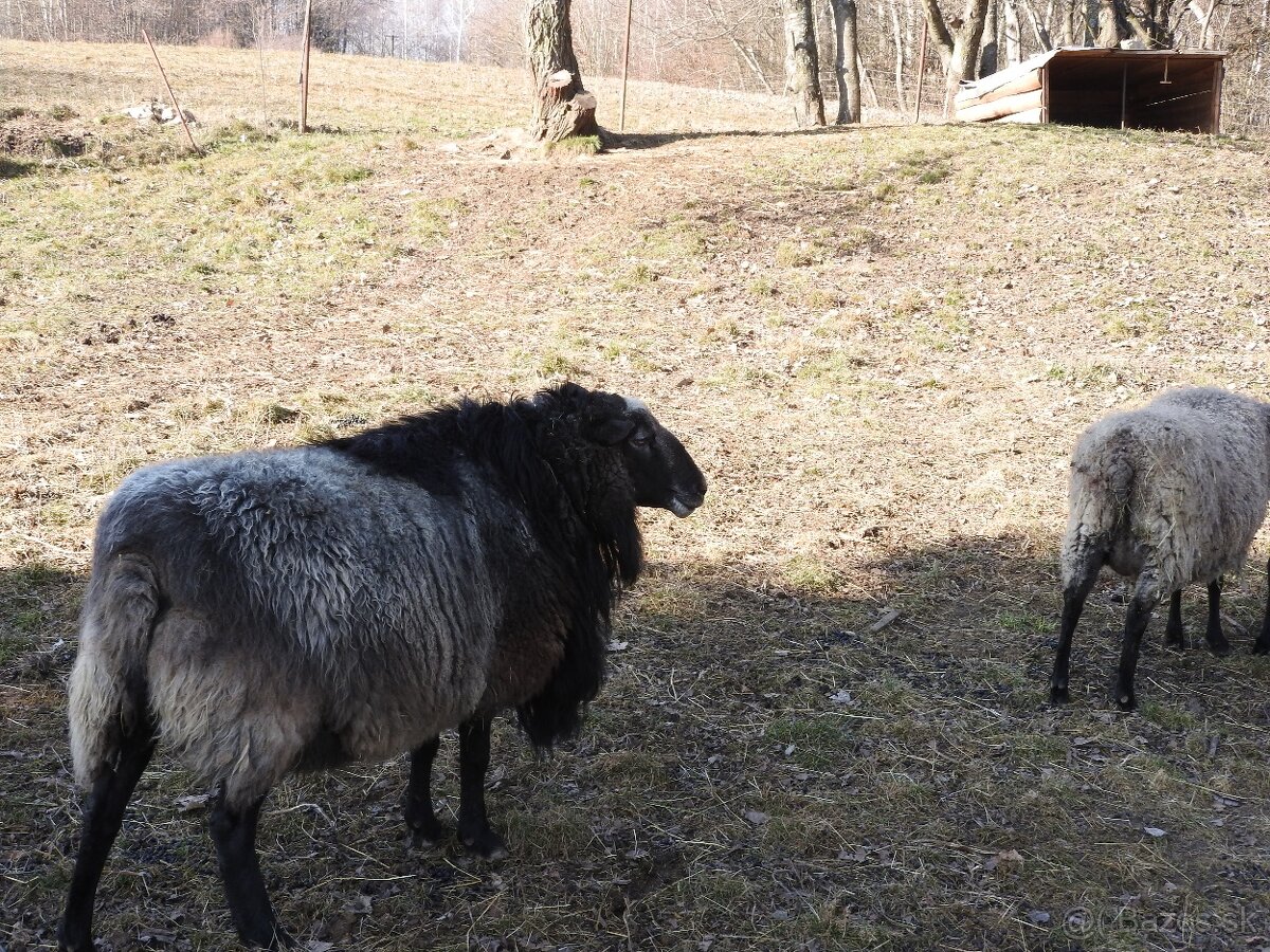 predám dospelé čistokrvné ovce a nepríbuzného barana