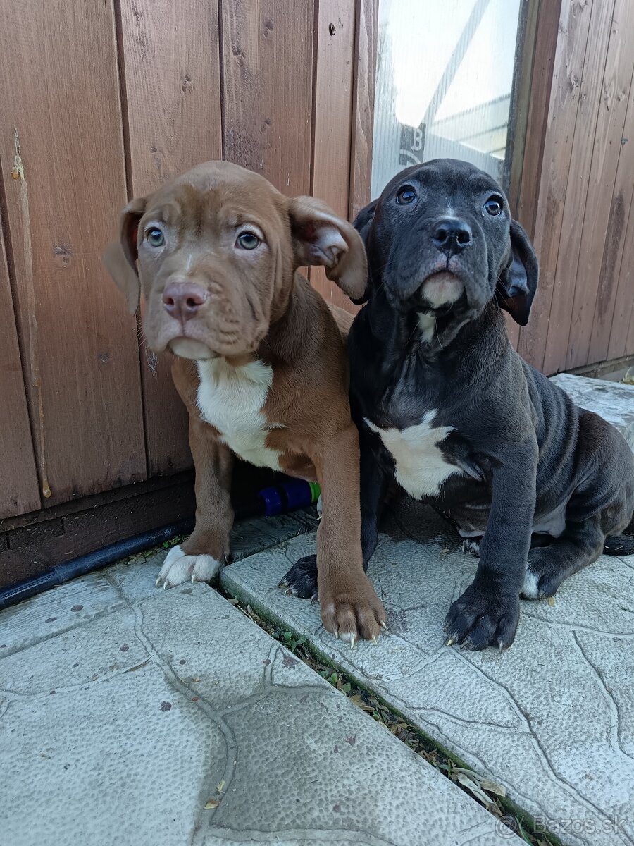 J&K bullys "ponúkame na predaj American bully XL