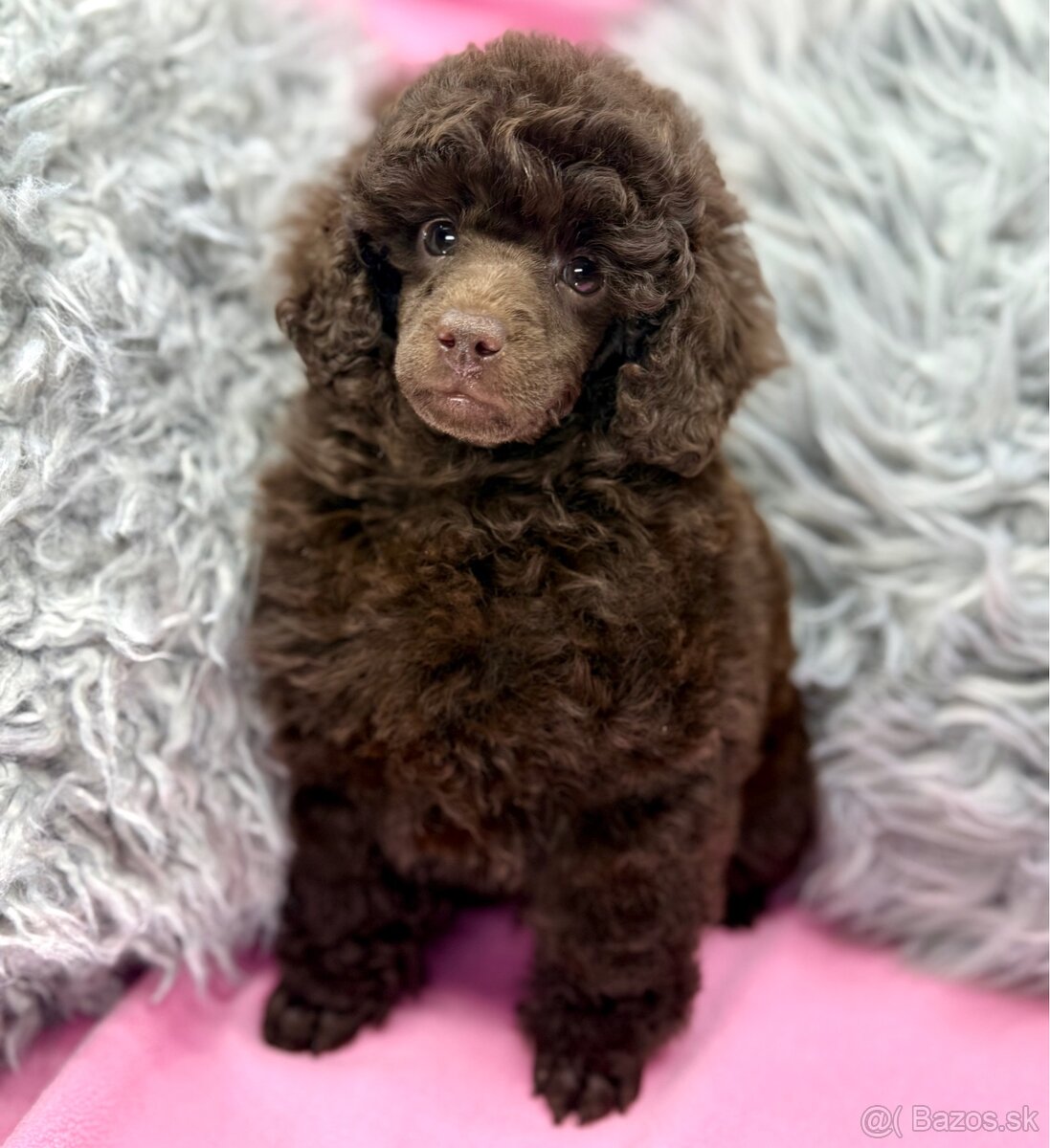 Pudel pudlik poodle toy