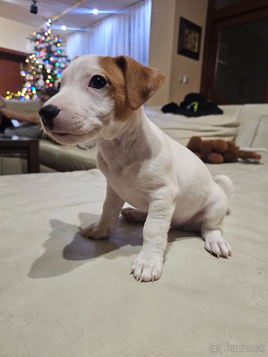 Jack Russel