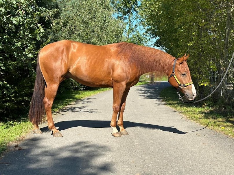 American Quarter horse QH- valach 5 let