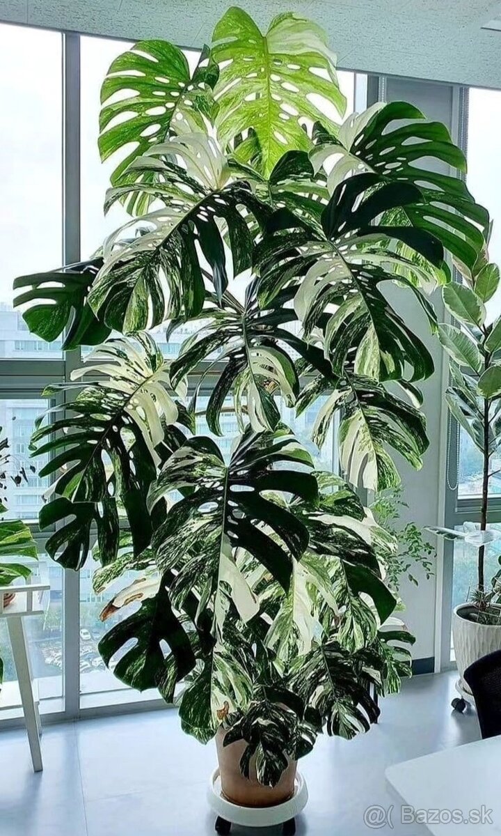 MOnstera Albo variegata - odrezky od 10-15€ na predaj