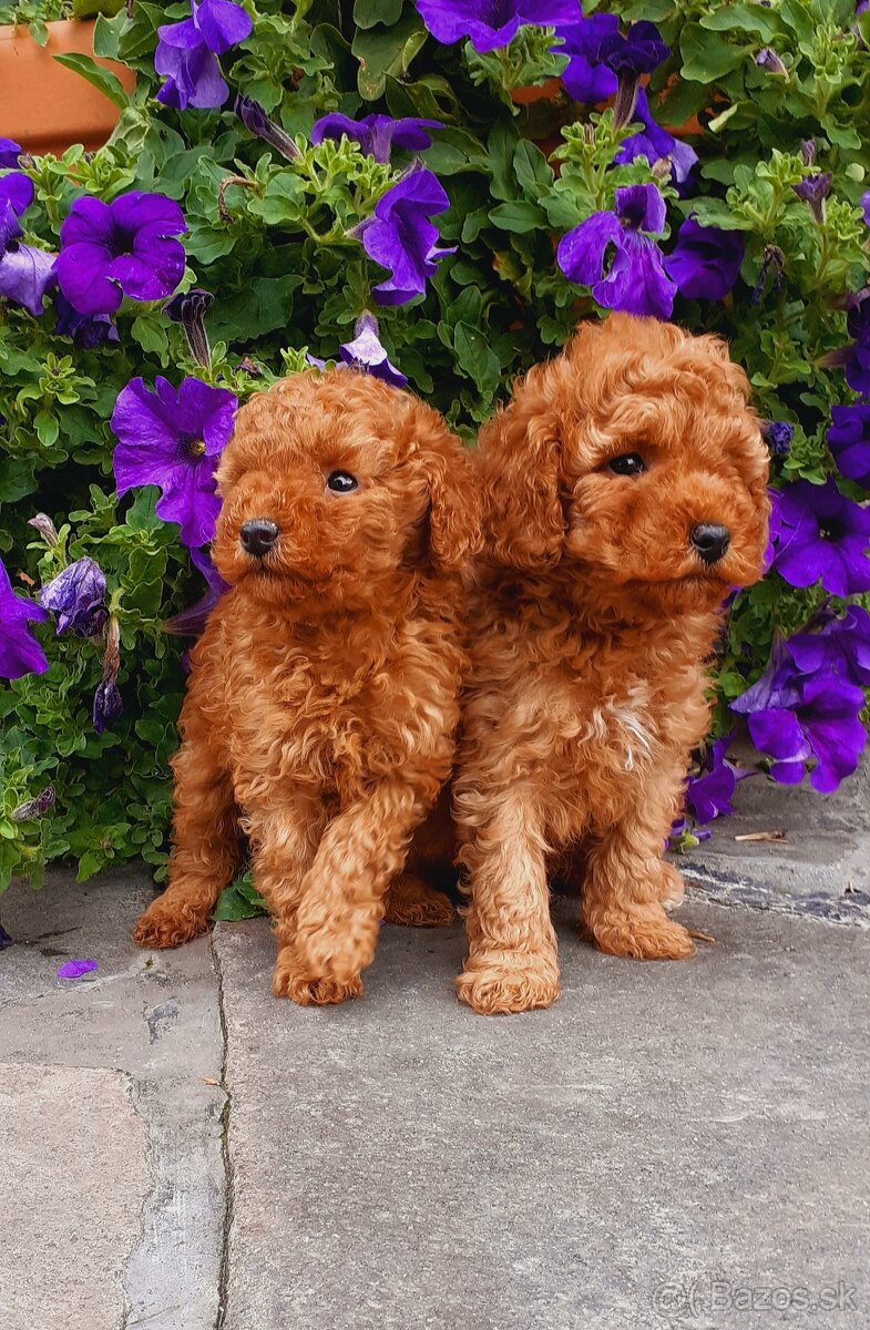 Pudel Red toy/ Poodle toy Rezervované