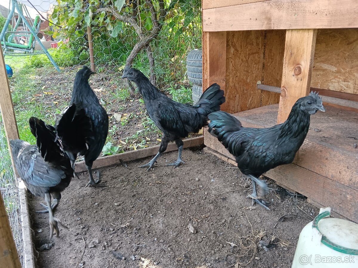 Ayam Cemani