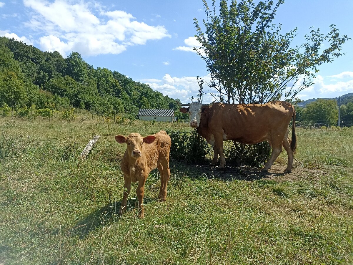 Predám kravu