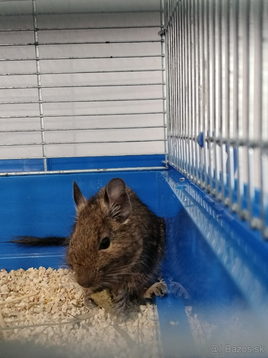 Osmak degu