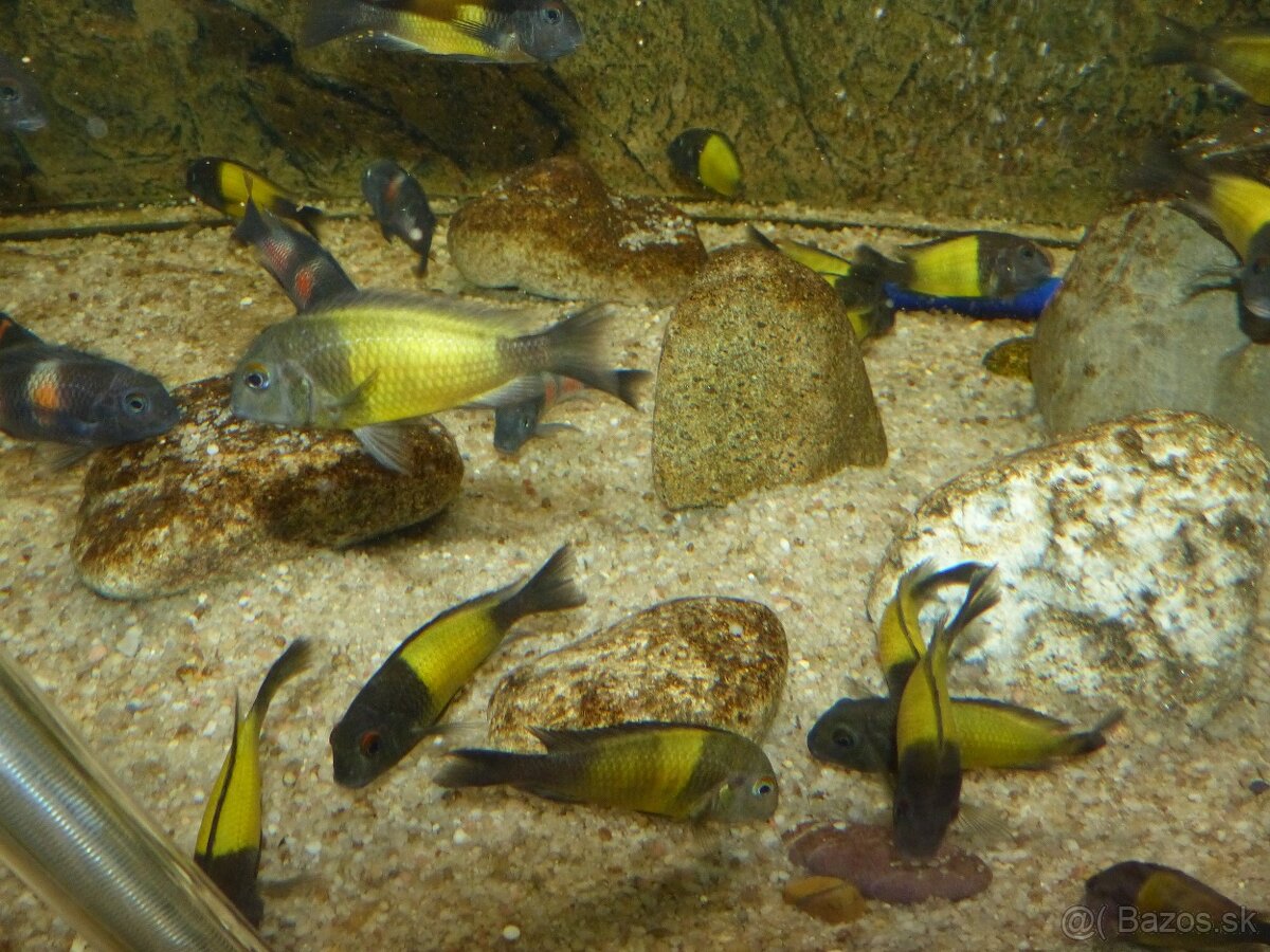 Tropheus sp. IKOLA