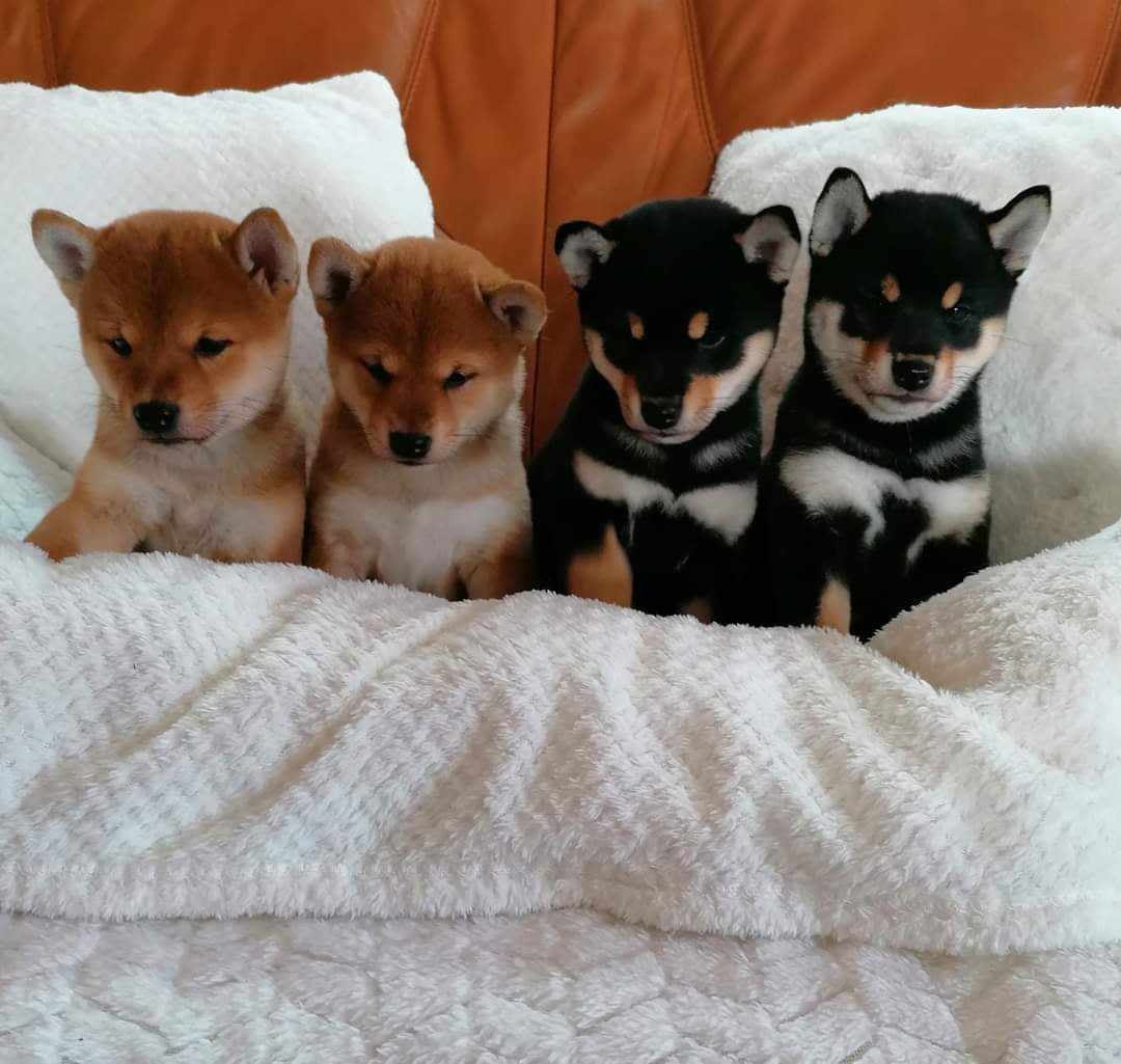 Shiba inu