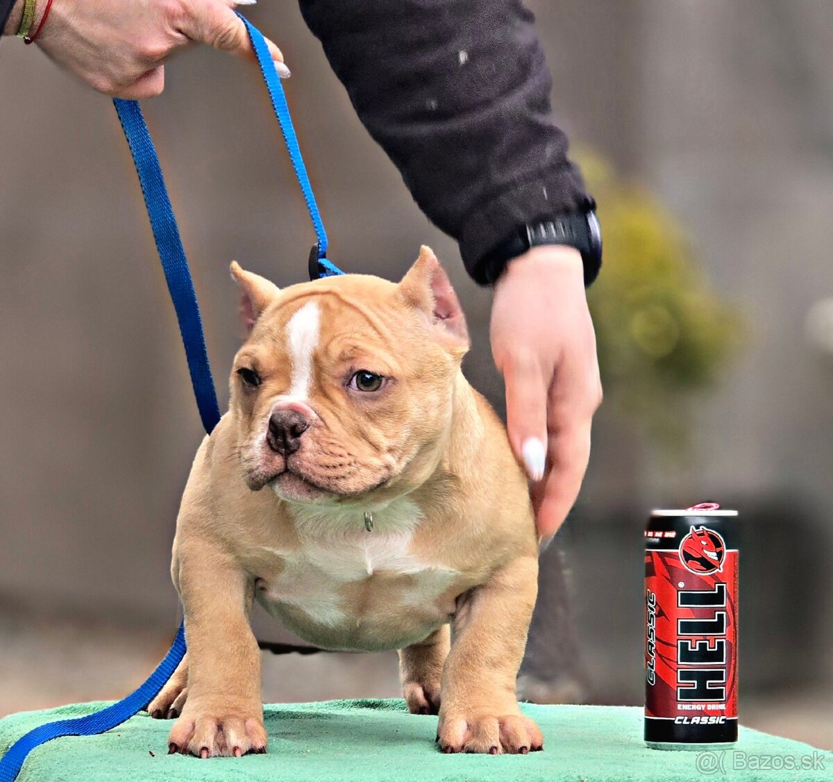 American Bully Micro Fenka