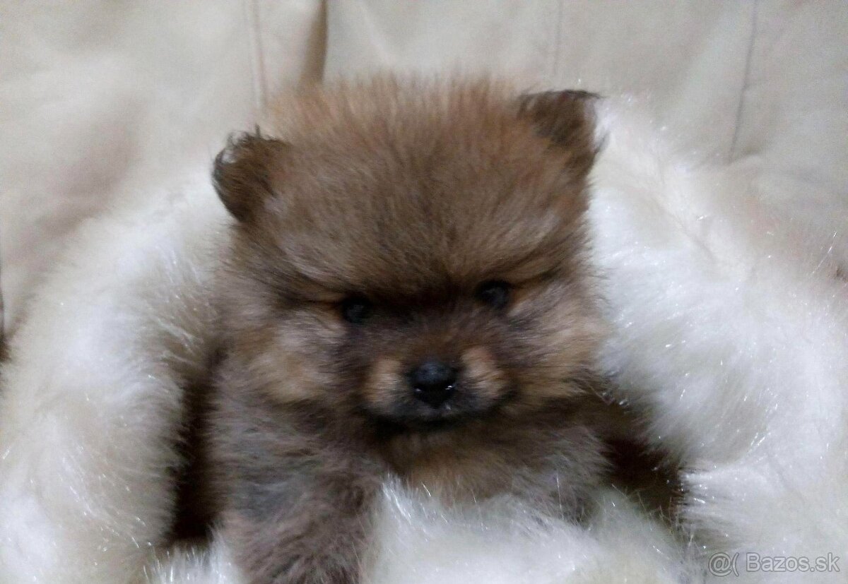 Pomeranian mini