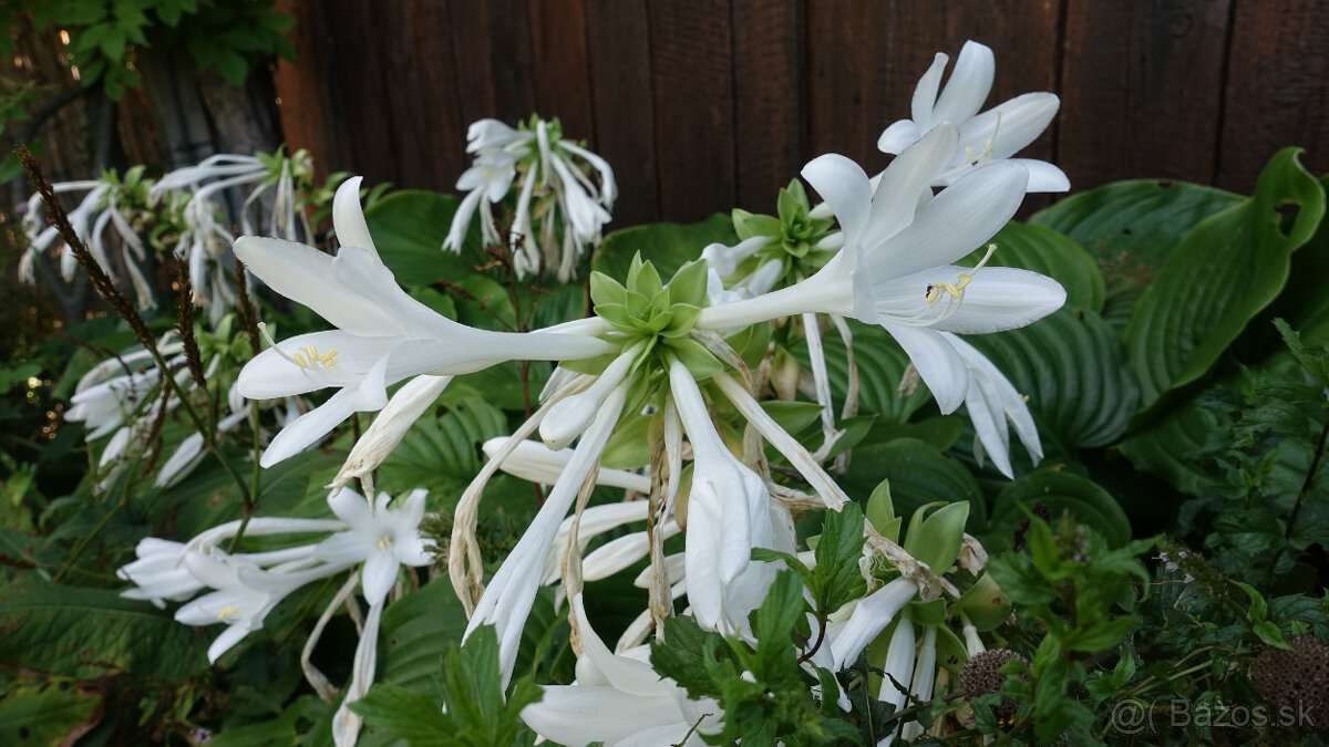 ♕ Hosta Grandiflora ♕