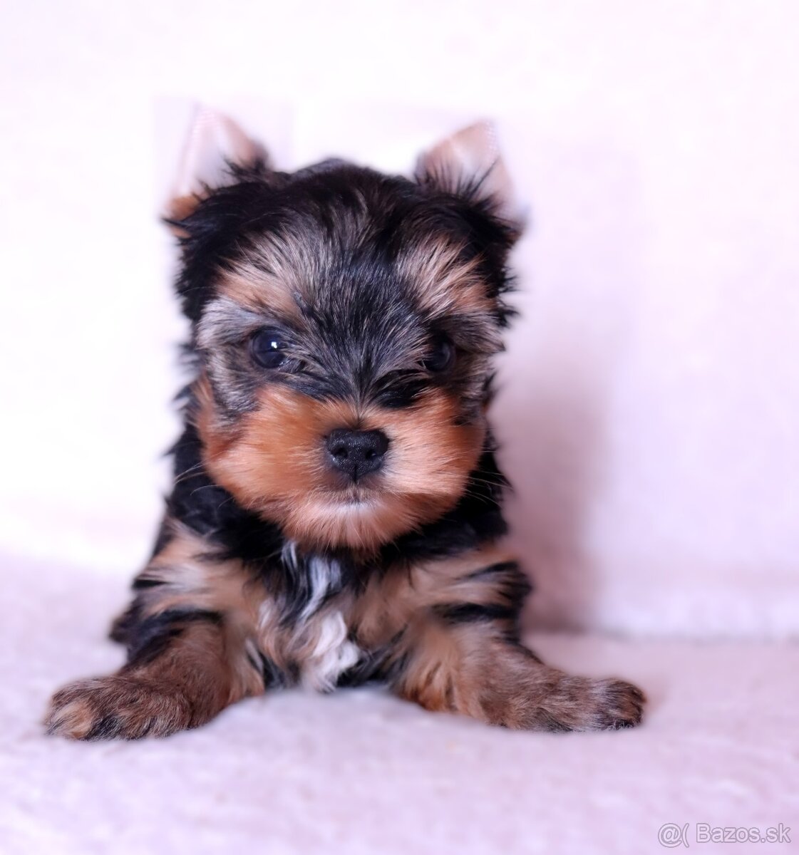 Yorkshire terrier fenka