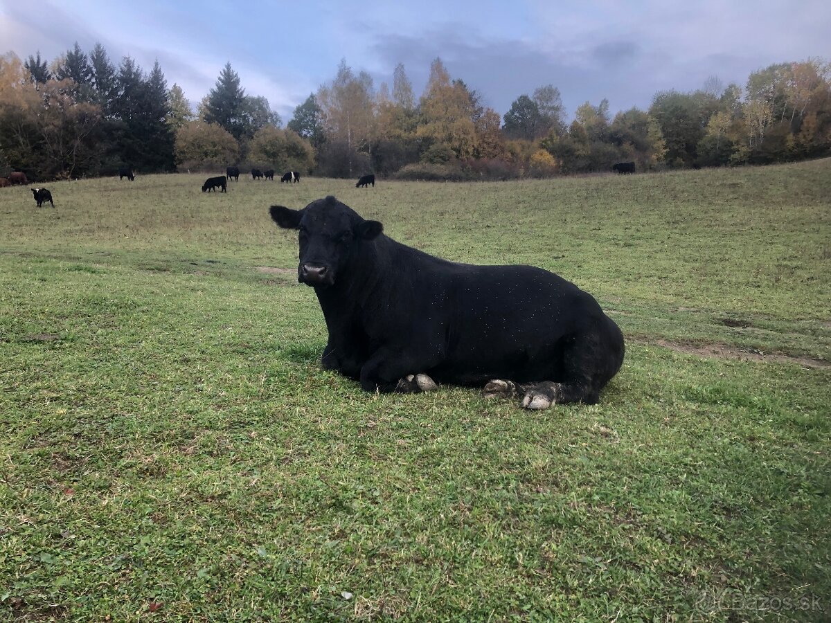 Hovädzie mäso / Predná štvrť Aberdeen Angus