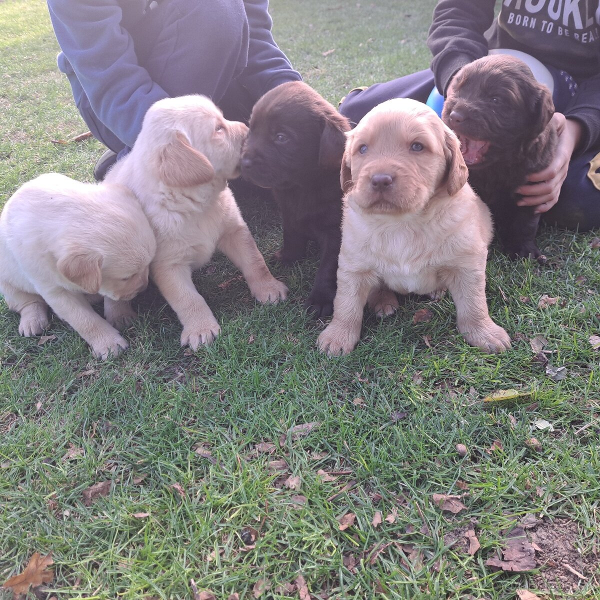 Šteniatka -labrador