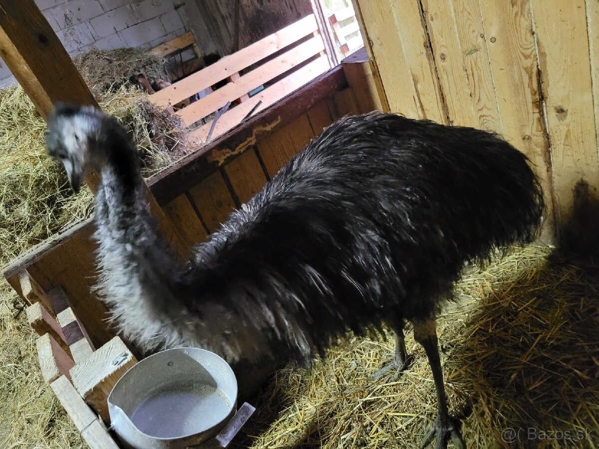 Emu