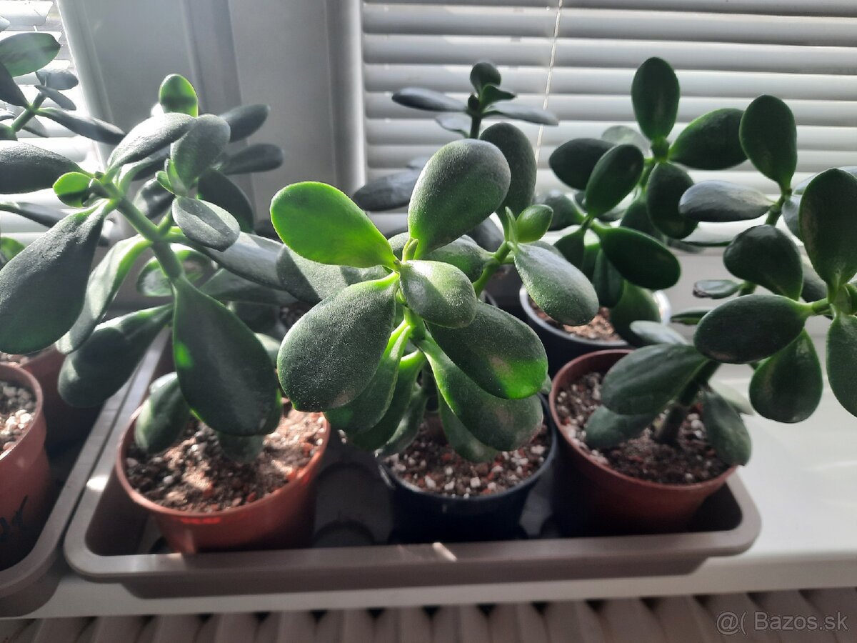 Crassula ovata - sukulent