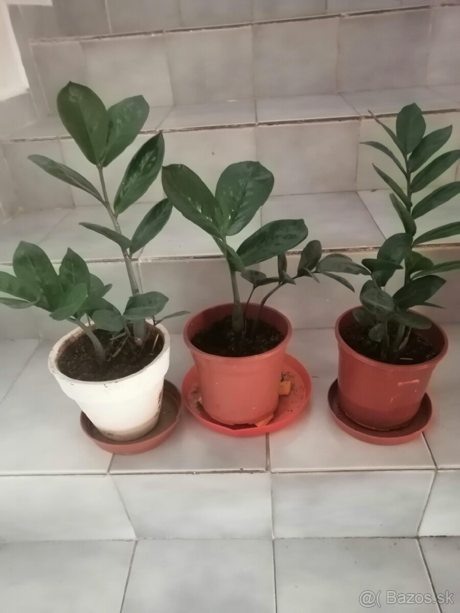 Zamioculcas