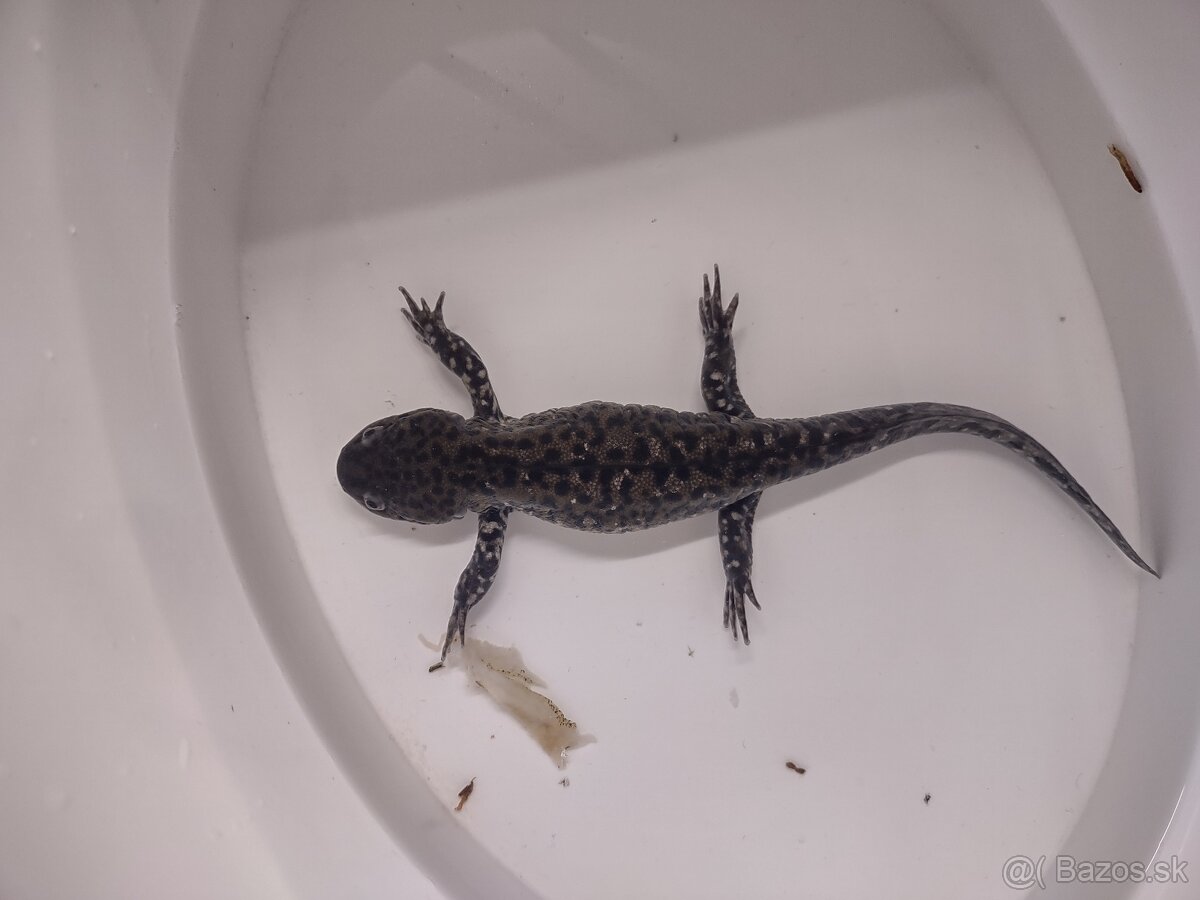 Axolotl suchozemec