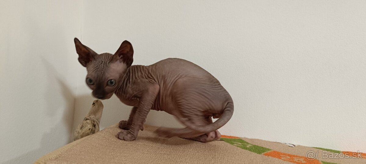 Sphynx