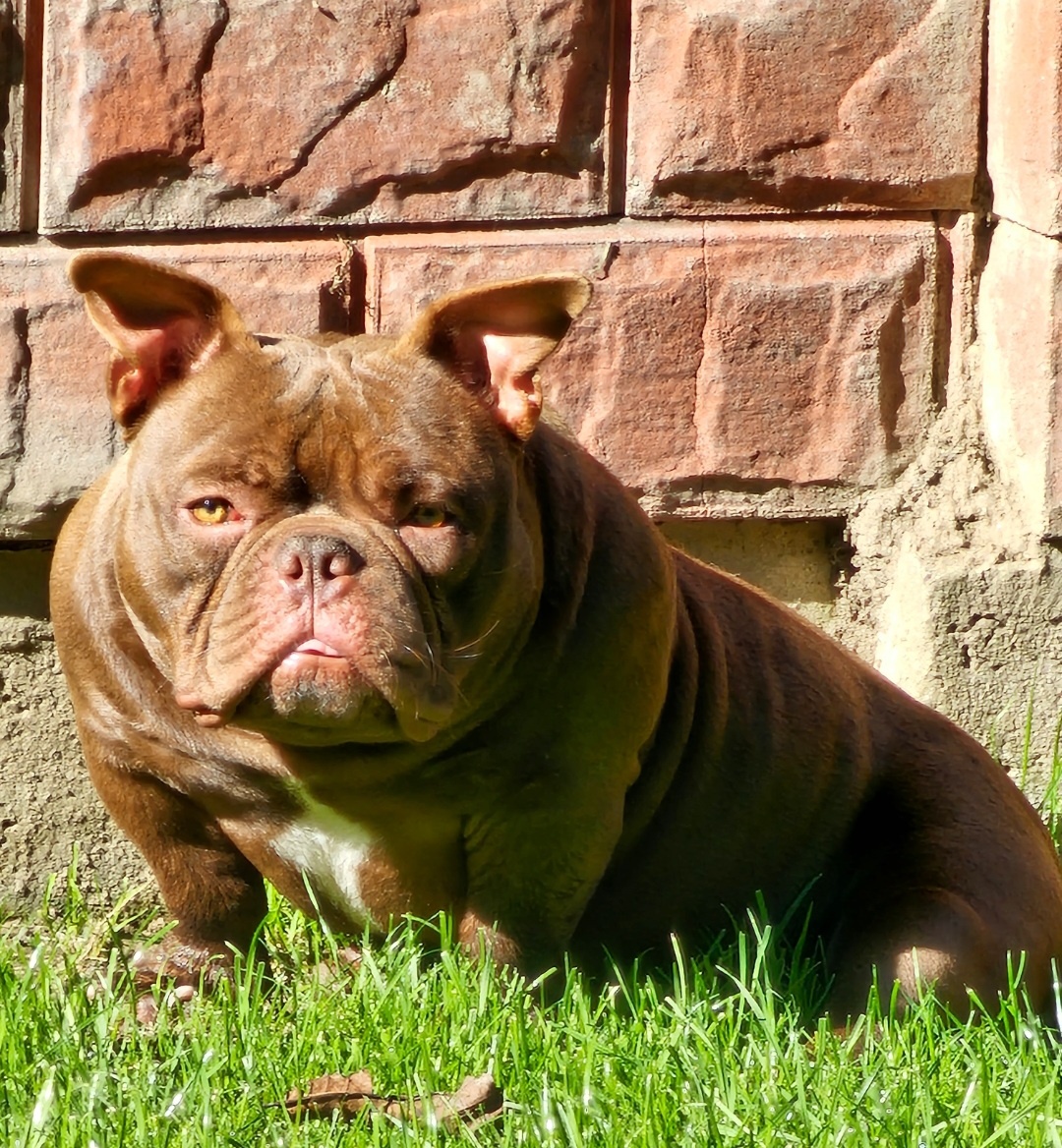 American bully nano psik aj fenka