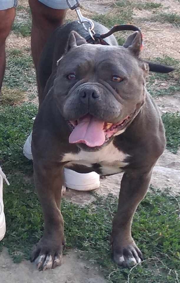 American Bully