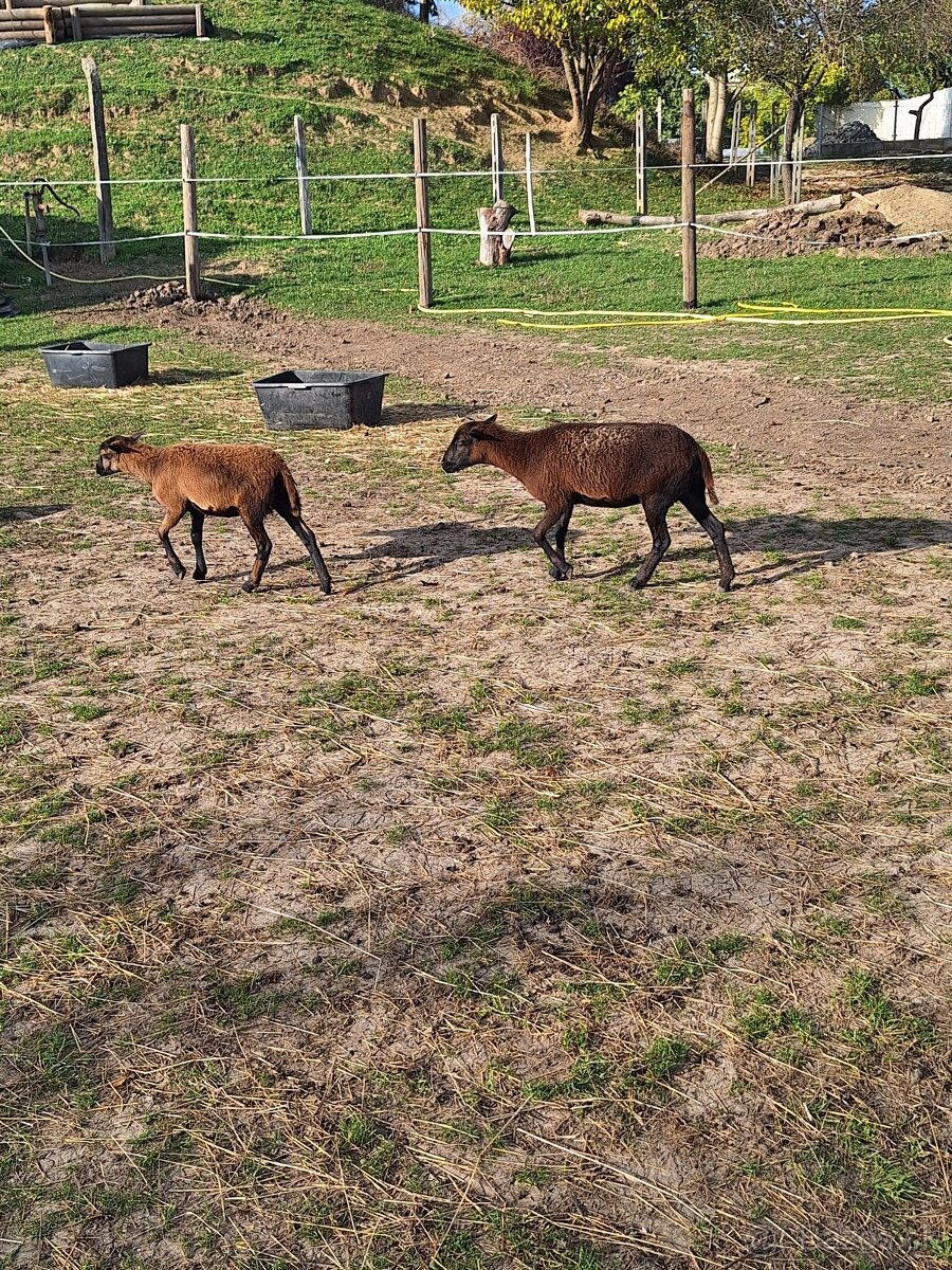 Kamerunska ovca a baran